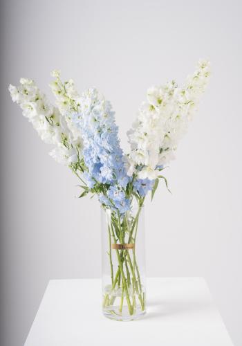 Light Blue & White Delphinium in Clear Vase