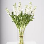 Matthiola in Clear Vase