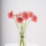 Pink Gerbera in Clear Vase