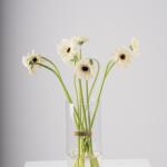 White Gerbera in Clear Vase