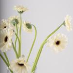 White Gerbera in Clear Vase