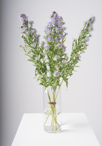 Elegant Aster Blooms