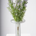 Elegant Aster Blooms