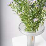 Elegant Aster Blooms