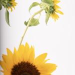 Sunflowers in White Textured Ceramic Vase