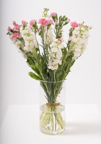 Blooming Spray Carnations and Matthiola White