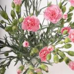 Blooming Spray Carnations