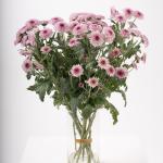 Pink Chrysanthemums in Clear Vase