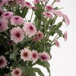 Pink Chrysanthemums in Clear Vase