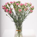 Blooming Spray Carnations