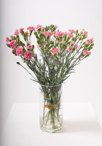 Blooming Spray Carnations